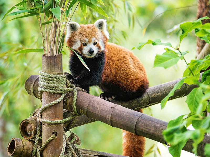 Adopt a red panda | UK | Blackpool Zoo